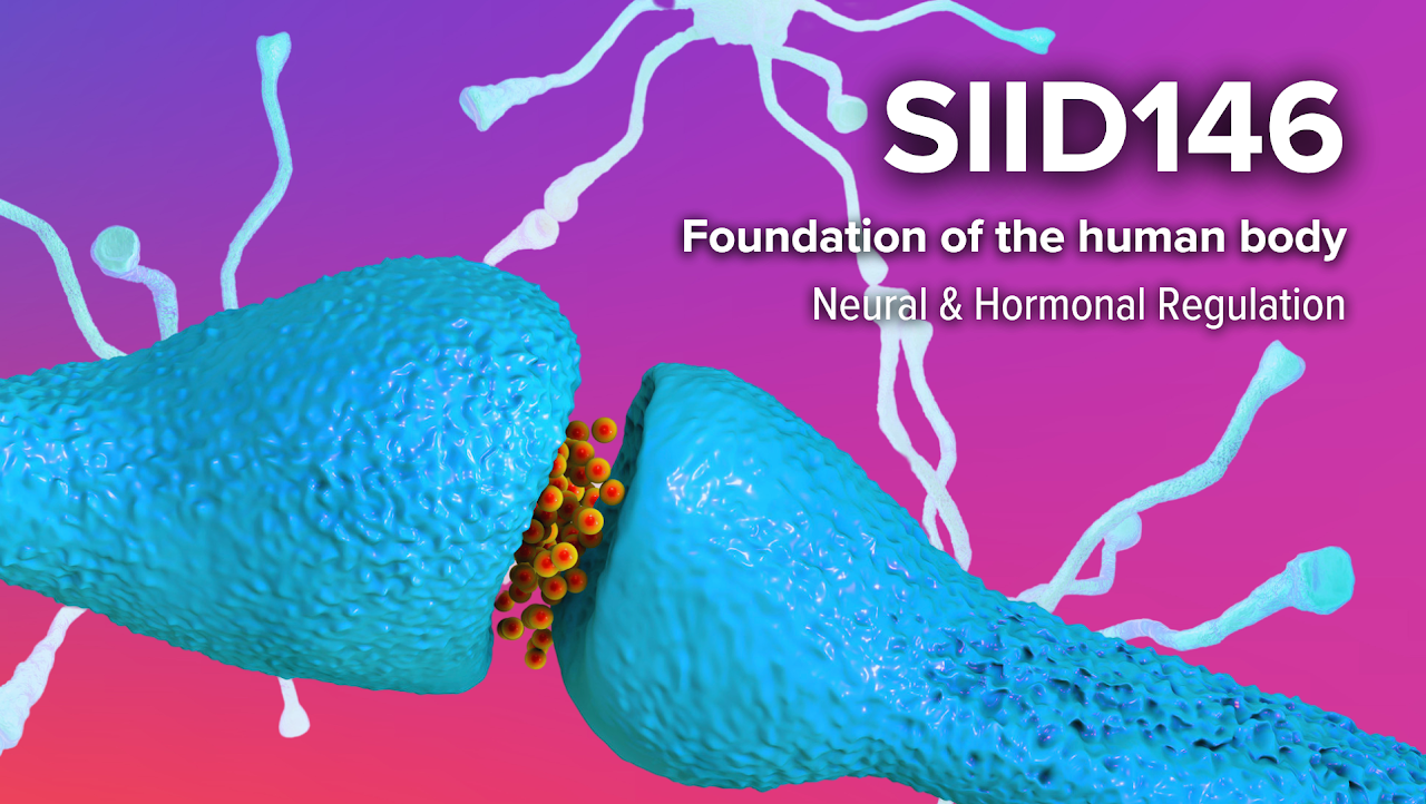 SIID146